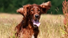 Irish setter