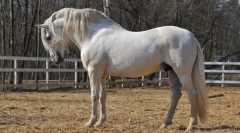 Испански коне