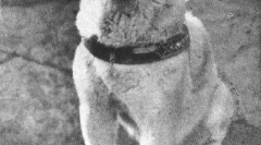 История hachiko - най-посветеният в света на psa (7 снимки)