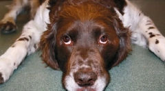 Излишният хормон растеж