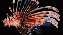 Отровна риба