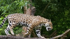 Jaguar (снимка на животните): късмет и красива голяма котка
