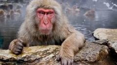 Японски макак