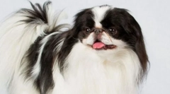 Японски хин