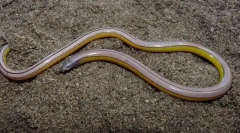 Lizard california, който не е напред