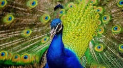 Явански павлин