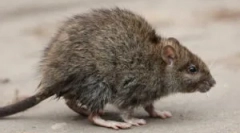 Ефективни рефракции и отрови от плъхове