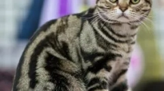 Изключителни костенурки котки: каква е тайната на тяхното оцветяване