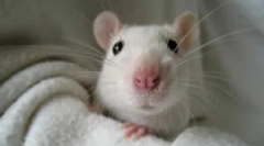 Етопаразити в декоративни плъхове