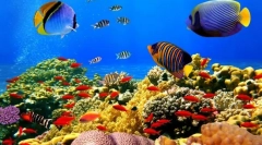 Екзотични рибни морета и океани