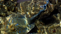 Електрическа риба