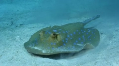 Електрически stingray