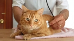 Ендокринна система на котките