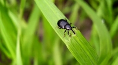 Ентомология