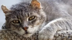 Euthanasia cats: индикации и методи