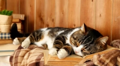 Каква котка мечтае: интерпретация на мечтите с участието на четириноги пухкави