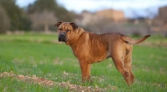 Ka de bo (снимка): тандем кураж и чест в едно сърце