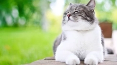 Колко често котката пита котка?