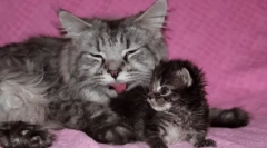 Колко често котето отива до тоалетната: норма и отклонения