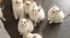 Колко често котката ражда