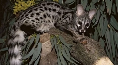 Как cywesters участват в производството на най-скъпото кафе в света?