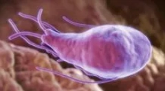 Как е кръвта на giardia?