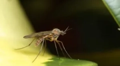 Как комарите намират човек в тъмното?