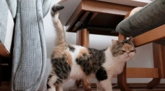 Как територията на котката маркира