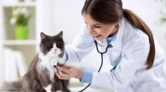 Като котка оставя наркоза