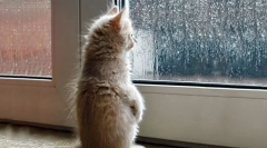 Как котката прогнозира времето