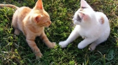 Как котката се приближава с котка?