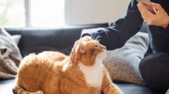 Как една котка влияе на човек