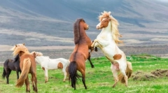 Как конете се защитават от нарушителите?