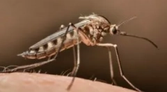 Как да намерим комар в стаята?