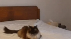 Как комуникират котките