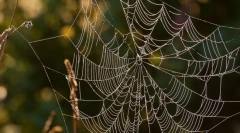 Как да ловуваме паяци