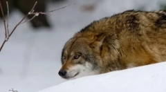 Как ловуват вълци?