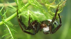 Като spider-silver диша под вода?
