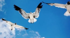 Като птици, ориентирани във въздуха?