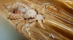 Как да се размножават, развиват и преминават