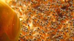 Как породи риби