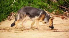 Като куче взема пътека?