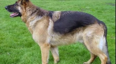 Как кучетата разграничават цветовете?