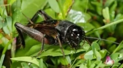 Как се раздробяват крикетите: здрави закони за възстановяване