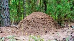 Как е подредена anthill?