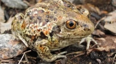 Как подредени очите на чесън?