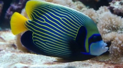 Как се държат водните императори във вода?