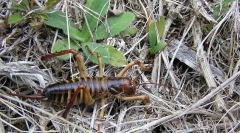 Как се спасяват ветровете от студа?