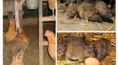 Как да приведем плъховете в навес?