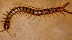 Как да защитаваме kentuccian multicacies?